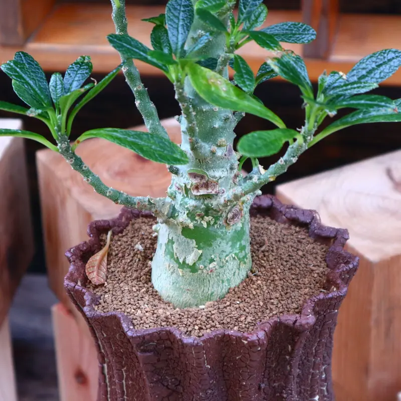 ☆盆栽仕立て☆ ドルステニア ギガス 極太塊根