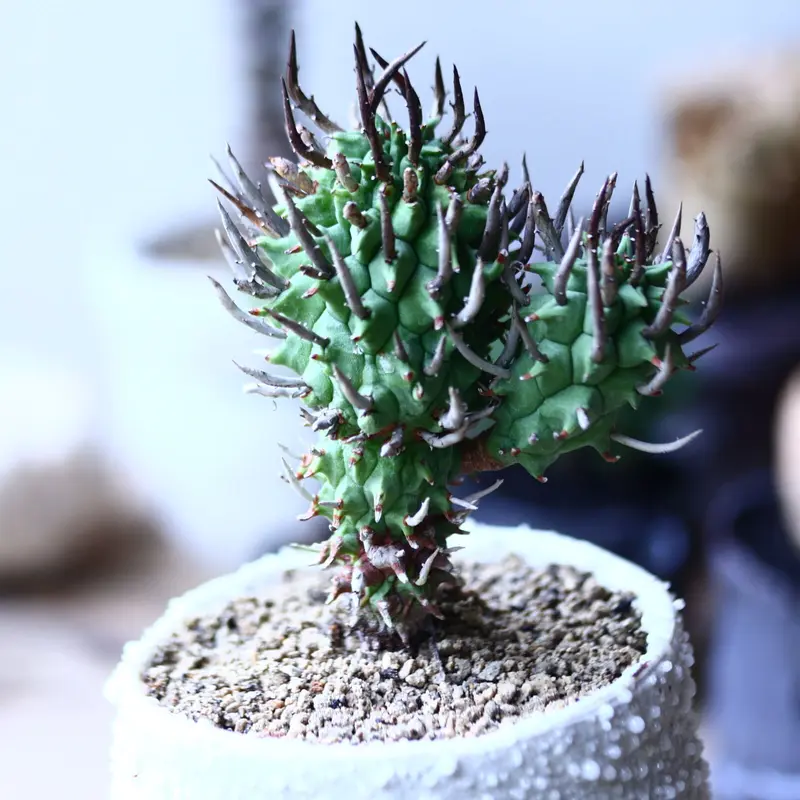 つけ麺 　50粒 Euphorbia schoenlandii カ7143 「実生」ユーフォルビア スコエンランディ 抜き苗【多肉