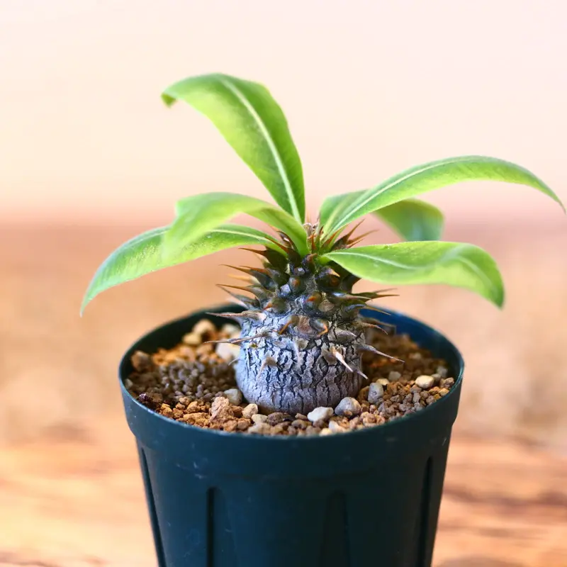 パキポディウム マカイエンセ(実生) / Pachypodium Makayense no...