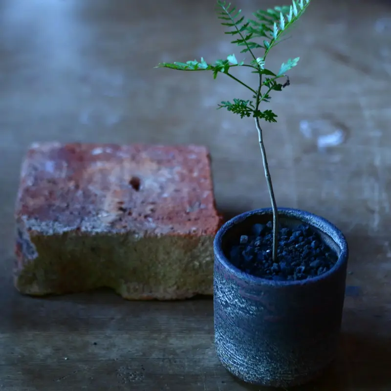 ブルセラ ミクロフィラ Bursera microphylla no.81648 |...