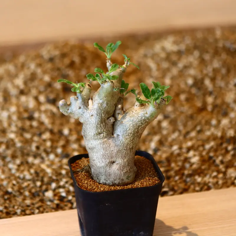 プテロディスクス マカチニエンシス　塊根植物　発根済み　輸入実生株 希少種プテラディスクスマカチニエンシス
