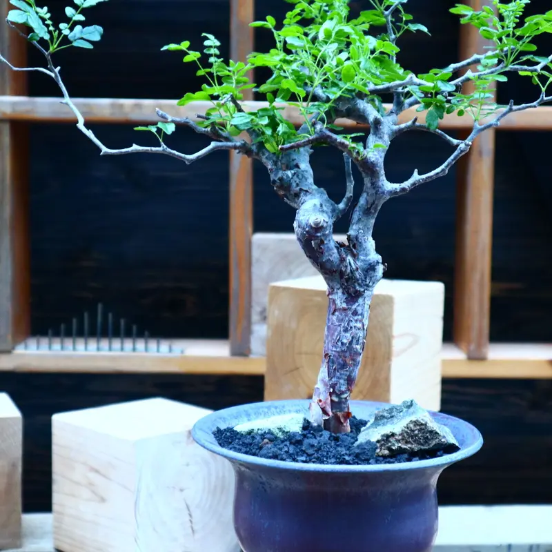 コミフォラ モンストローサ Commiphora monstrosa no.81540...