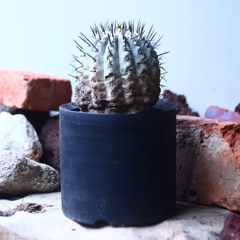 コピアポア 黒王丸 Copiapoa cinerea no.42673 | 芽の巣山