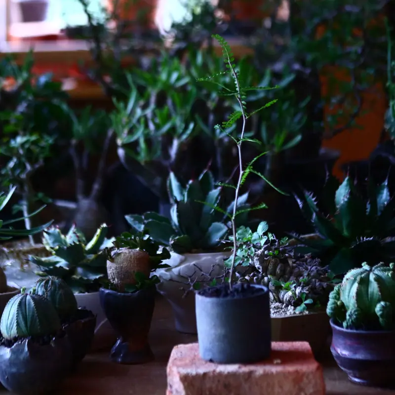 オペルクリカリア ヒファエノイデス hyb. 根挿し operculicarya hy...