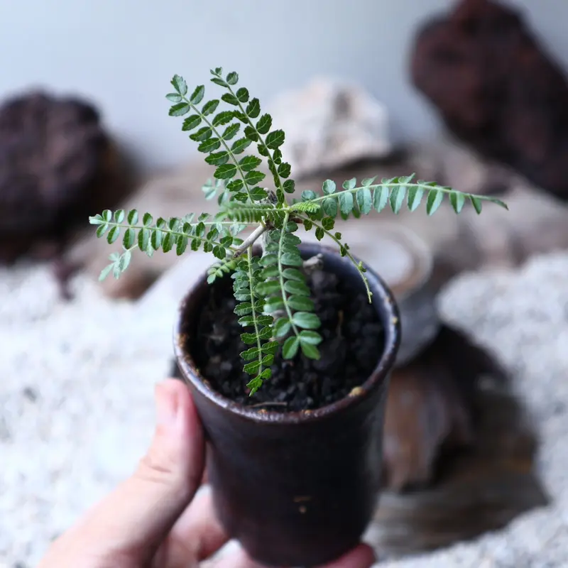 ボスウェリア ネグレクタ 実生 Boswellia neglecta no.90115