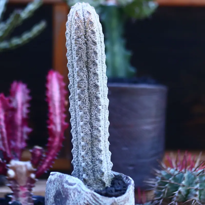 【ビントロ】ユーフォルビア アブデルクリ 'Damask' ②多肉植物 多肉植物：ユーフォルビア アブデルクリ錦 'ダマスク' ツギ*幅