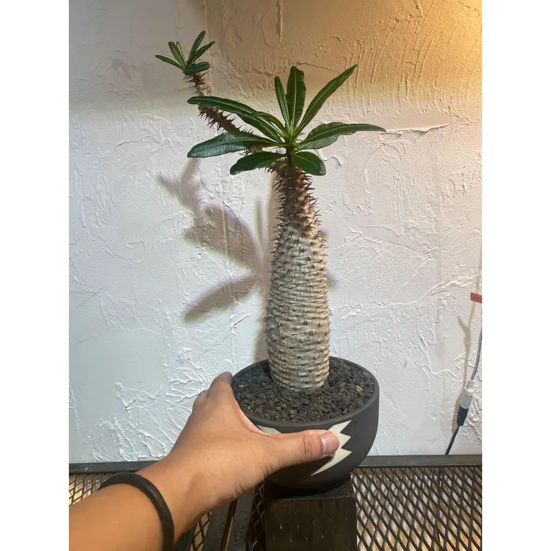 植物×鉢】パキホディウム アンボンゲンセ 発根済み現地球 × valiem