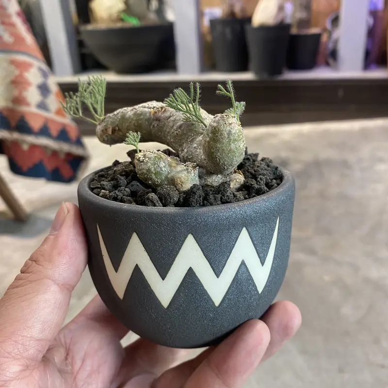 VALIEM sizeS 鉢 アガベ コーデックス 多肉植物 塊根植物