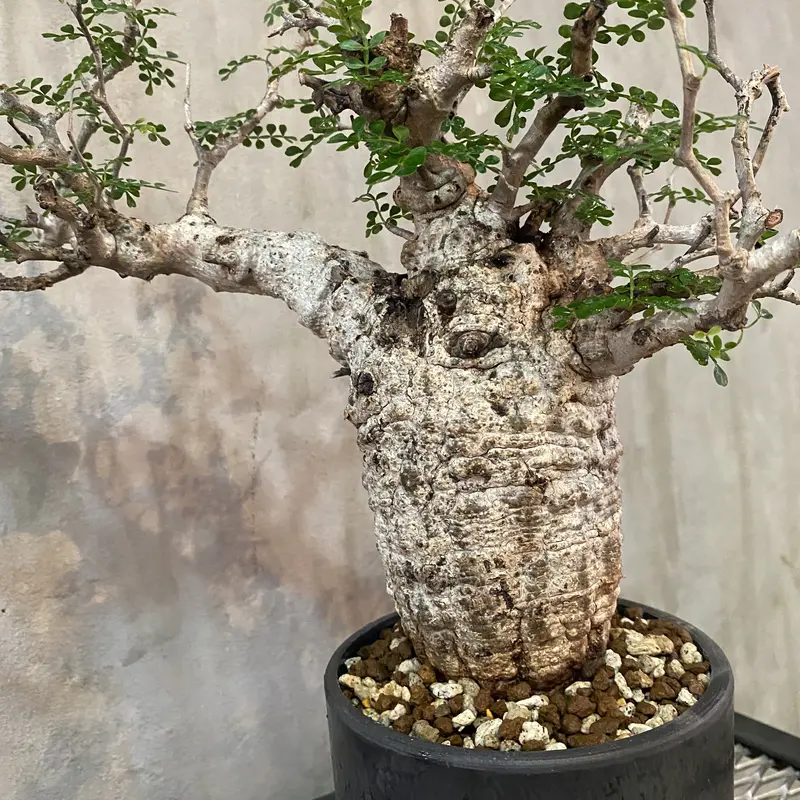 オペルクリカリア パキプス 3頭トリプルヘッド 塊根植物