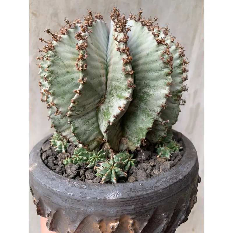 多肉植物 サボテン ユーフォルビア 特白ホリダ マジョール
