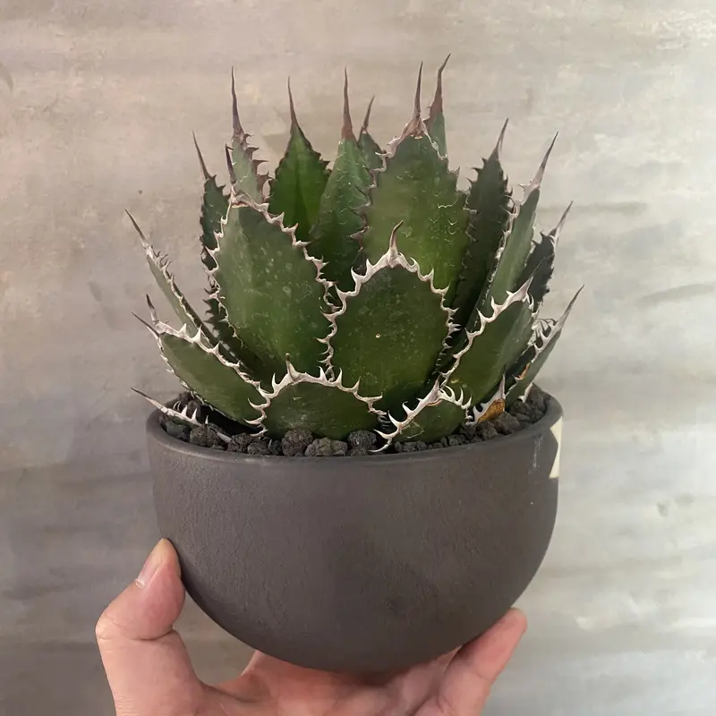 VALIEM sizeS 鉢 アガベ コーデックス 多肉植物 塊根植物