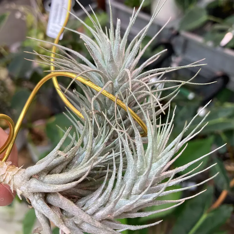 Tillandsia mauryana 実生株 欧州大学附属植物園由来