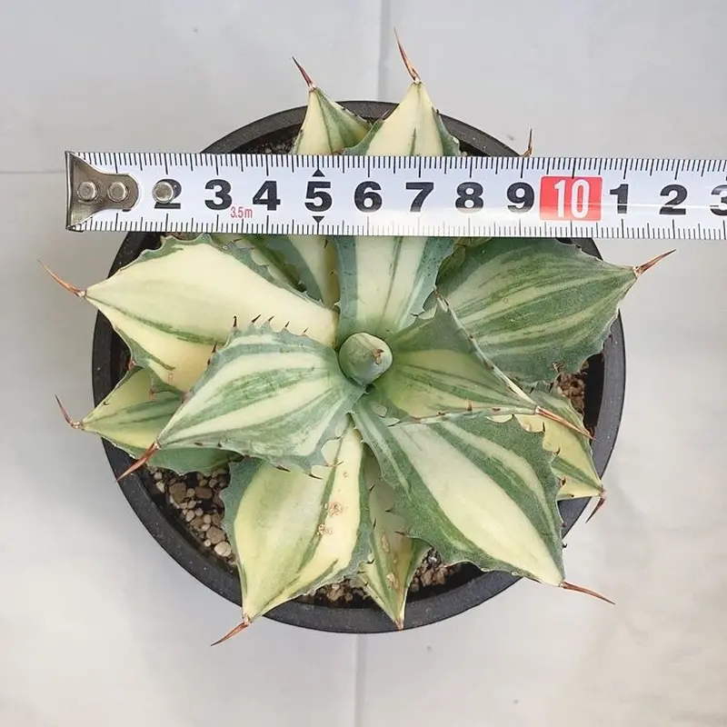 アガベ 楊貴妃 | 4S'easons.