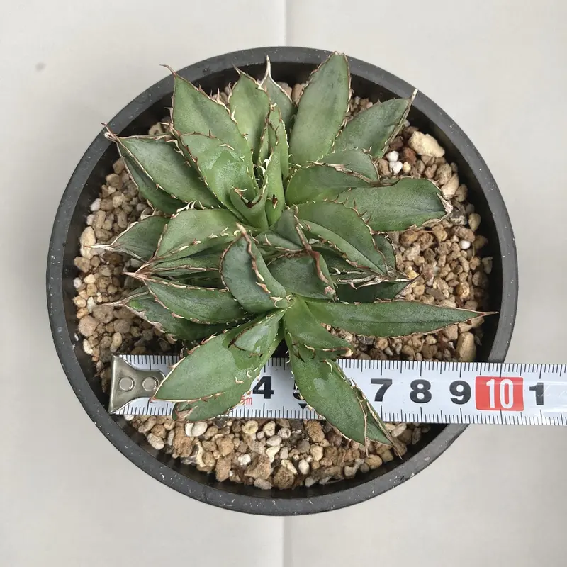 超ポイントアップ祭 アガベ チタノタ フィリグリー モンスト 群生 植物