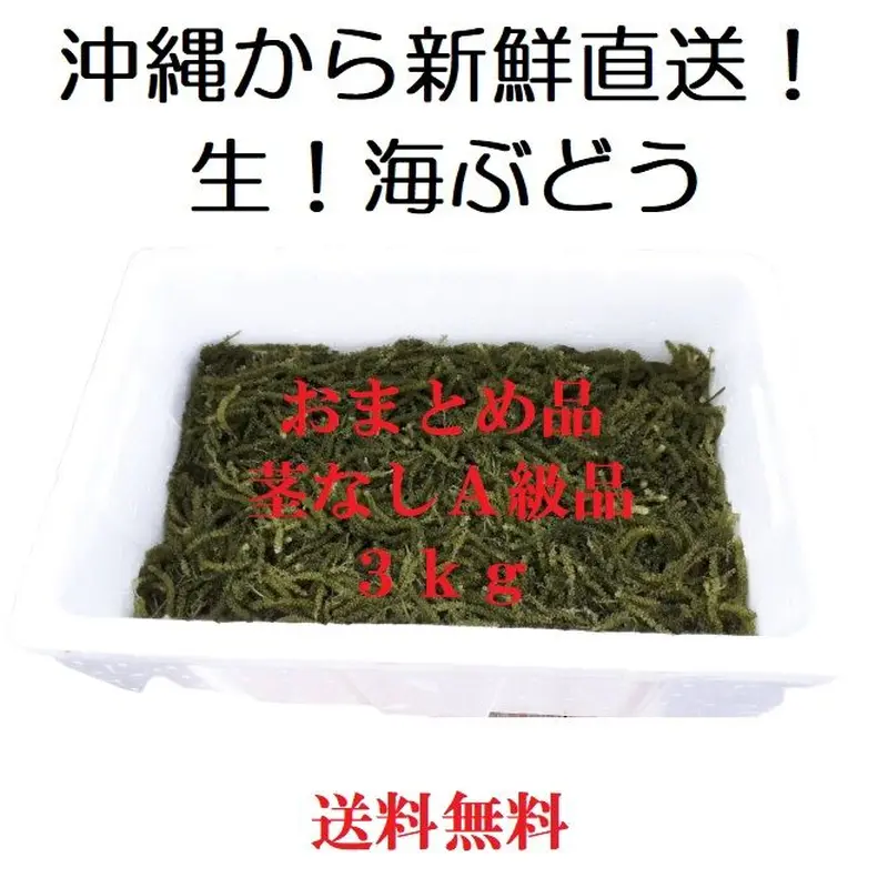 茎なしA級品 生！海ぶどう おまとめ大箱３ｋｇ（シークヮーサー果汁