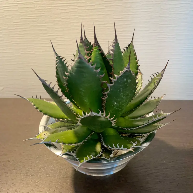 Agave horrida California seeding 実生 Agave horrida California seeding 実生 アガベ・ホリダ実生記録①