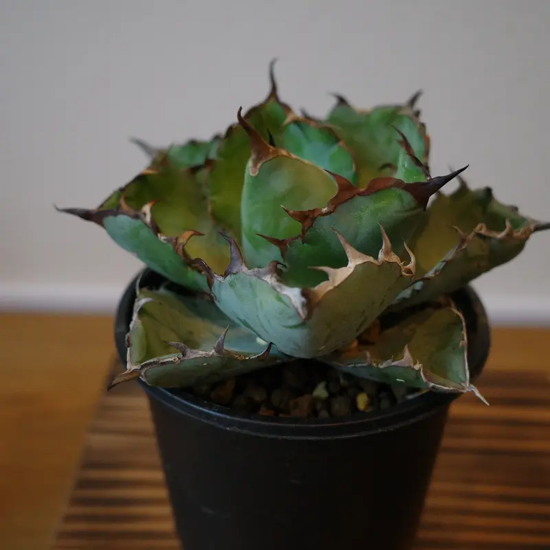 Agave ritanota 山猫 Lize産 アガベ チタノタ