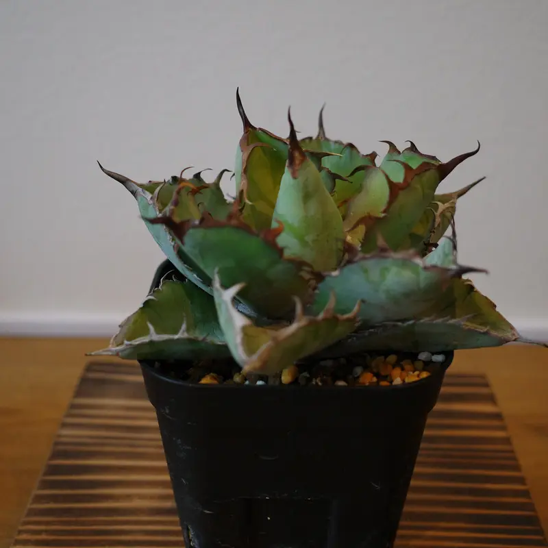 Agave titanota ”Black&Blue”アガベ チタノタ ”ブラック&ブルー”