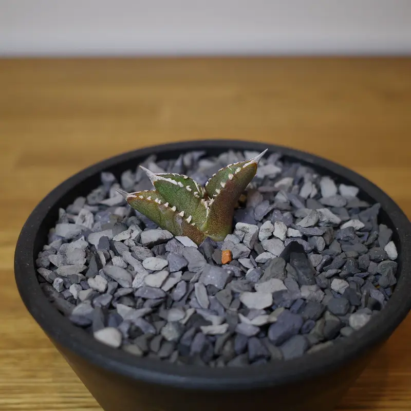 Agave ritanota 山猫 Lize産 アガベ チタノタ