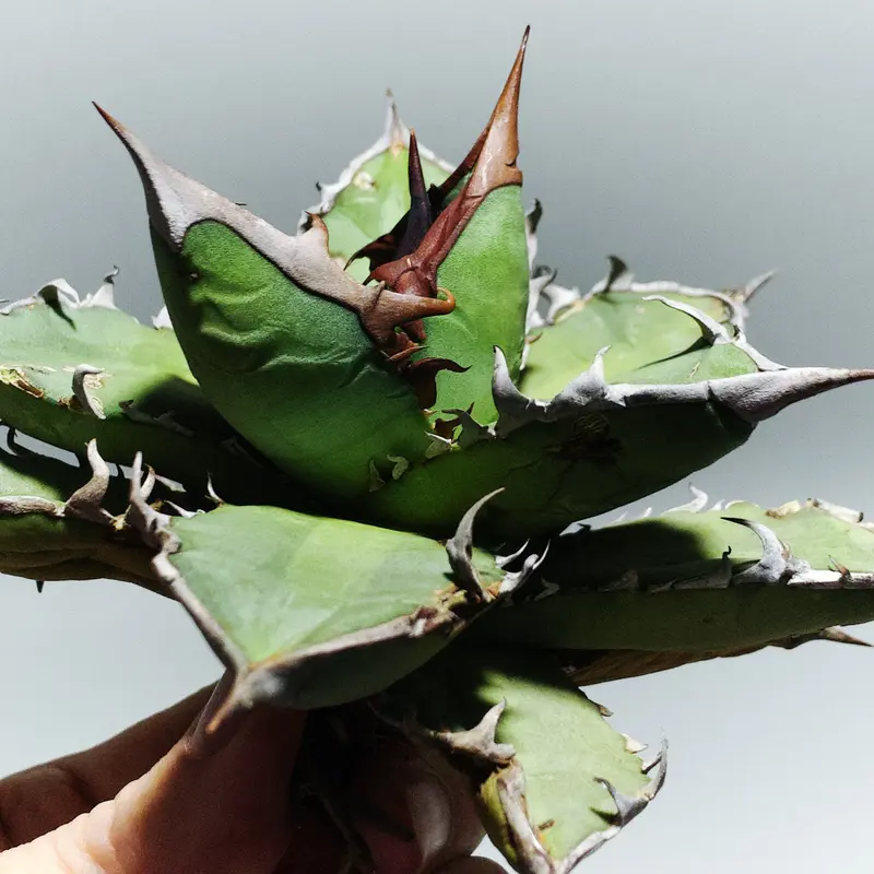 from メキシコ オアハカ州】【サービス株】アガベ オテロイ コンパクト