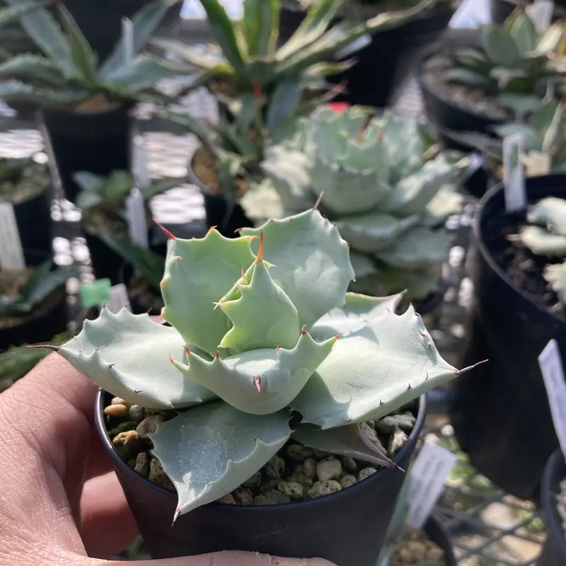 アガベ イシスメンシス Silver Dwarf Pot 'L' | www.stbrittosacademy