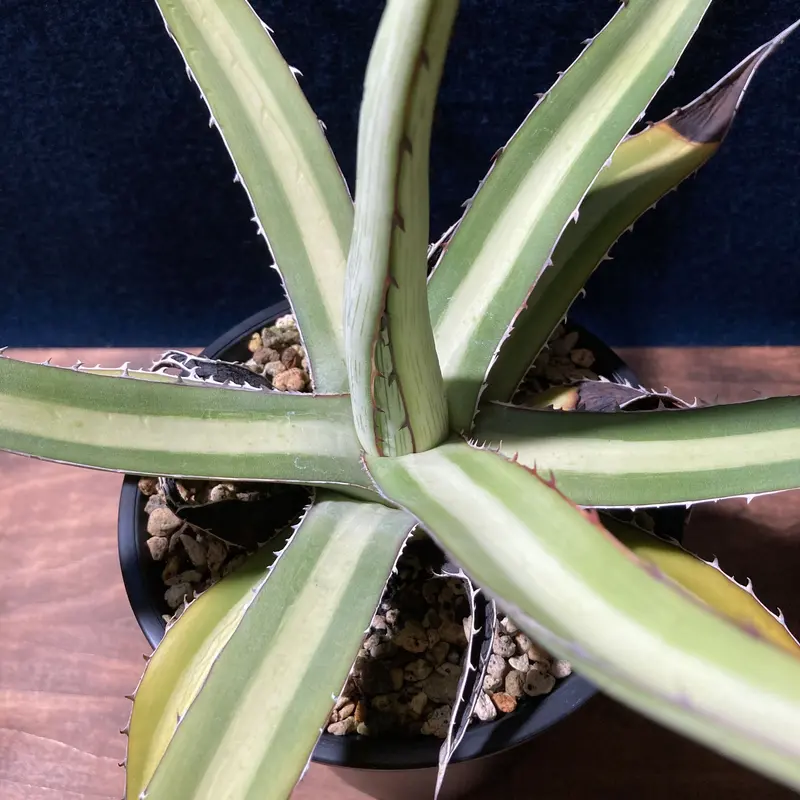 アガベ ガルシアメンドーサ 実生 ② | www.scoutlier.com