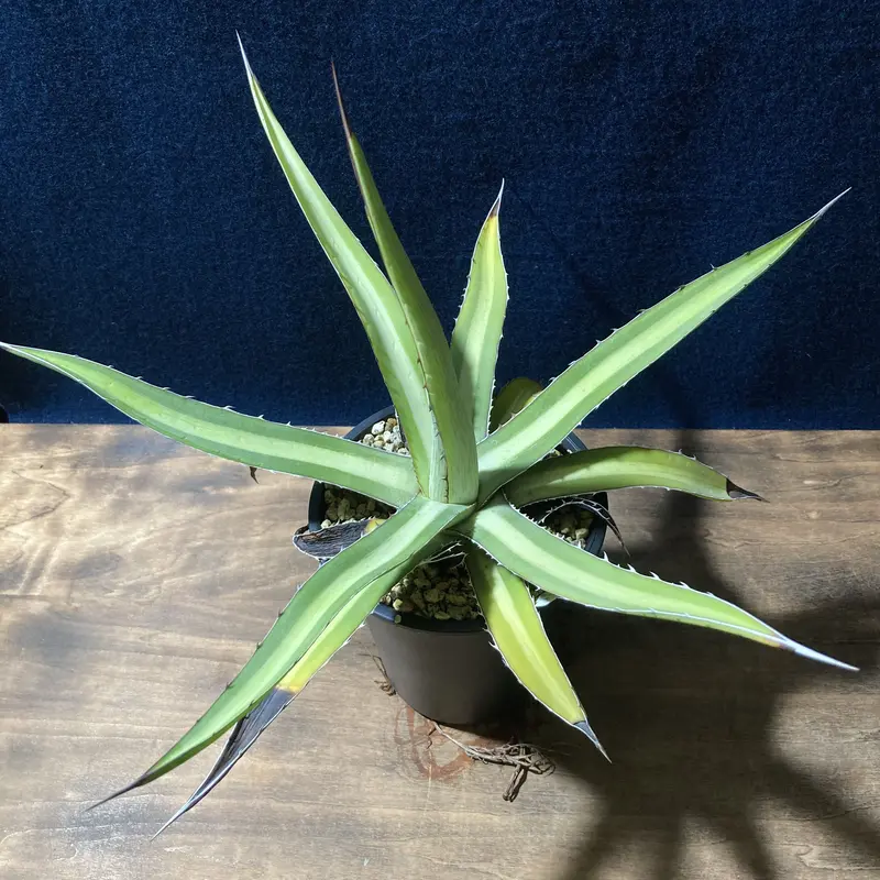 アガベ ガルシアメンドーサ 実生 ② | www.scoutlier.com