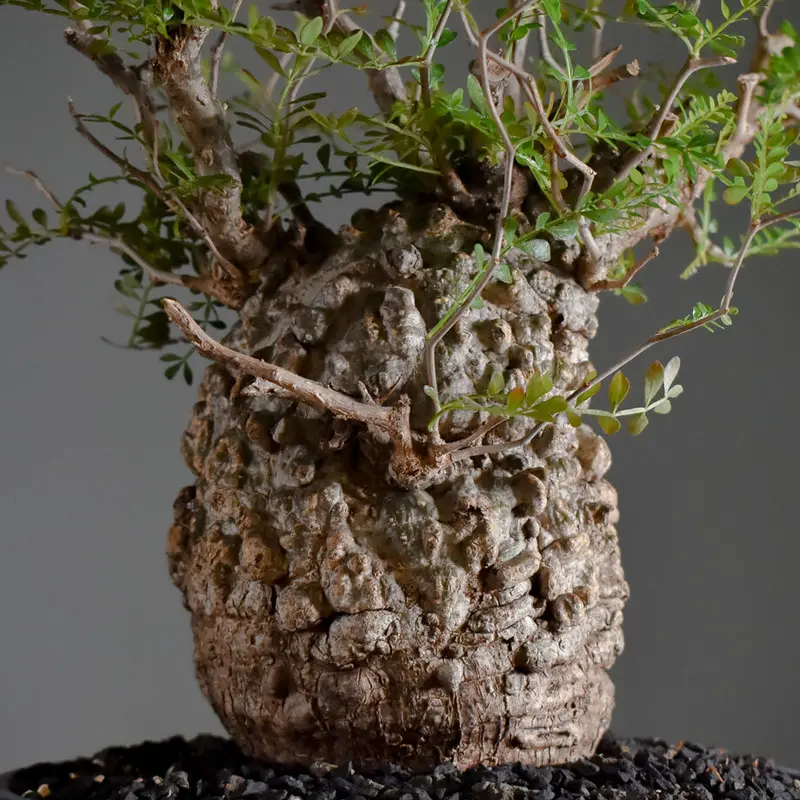 【チャレンジ株】最終値下げ大特価GP122オペルクリカリアパキプスベアルート株 チャレンジ株】最終値下げ大特価GP122オペルクリカリアパキプスベア