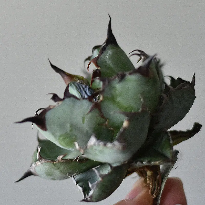 アガベ チタノタ ブラックアンドブルー