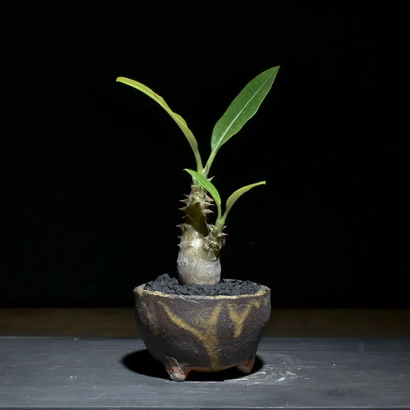 パキポディウム ウィンゾリー （発根済み）typeF RF221107 | RAFLUM /