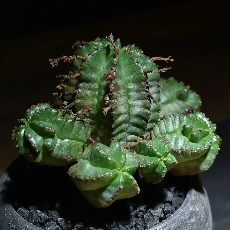 即購入可能 多肉植物 ユーフォルビア ホリダ×バリダ