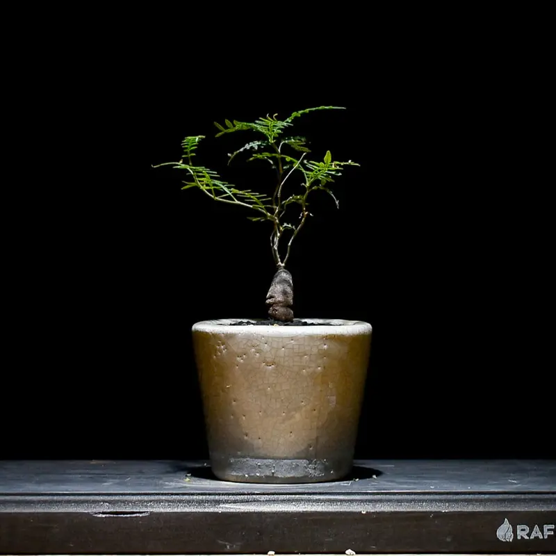 本物 】実生 オペルクリカリア ヒファエノイデス - 植物/観葉植物