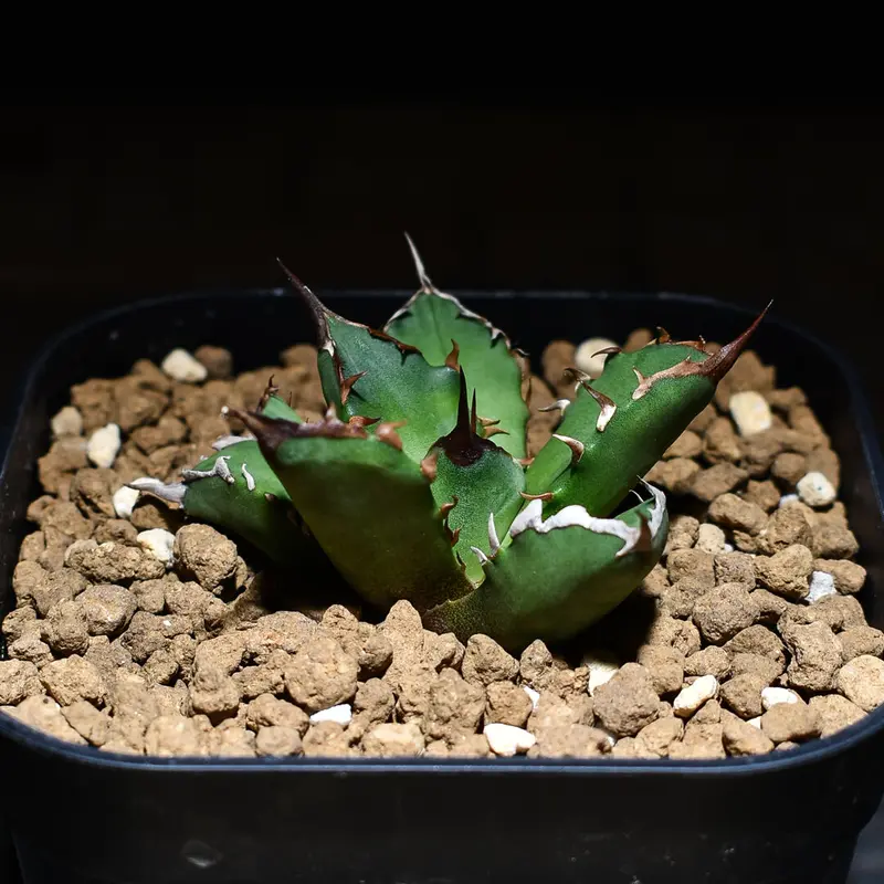 アガベ チタノタ ドワーフ “姫厳竜” （発根済み/子株）RF230019