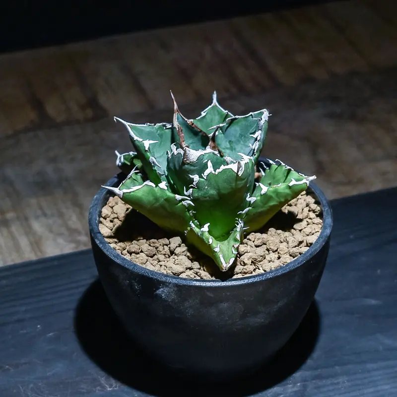 毎日大量出品 - 有望株 アガベ チタノタ 老白鯨 ソーラーエクリプス