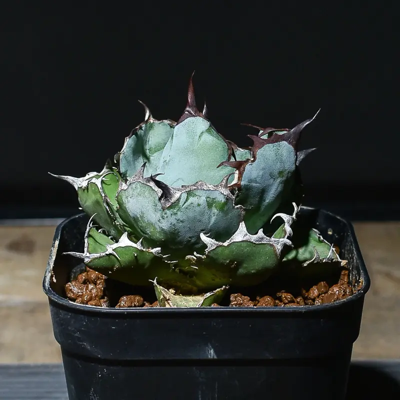 オンライン新製品販売 - 【鉢ごと】アガベ チタノタ ブラックアンド