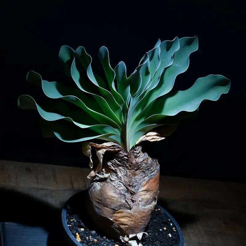 グッドふとんマーク取得 ブーファンハエマンソイデス発根済 | www