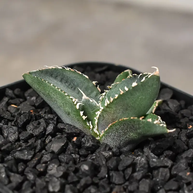 特選子株】アガベ チタノタ