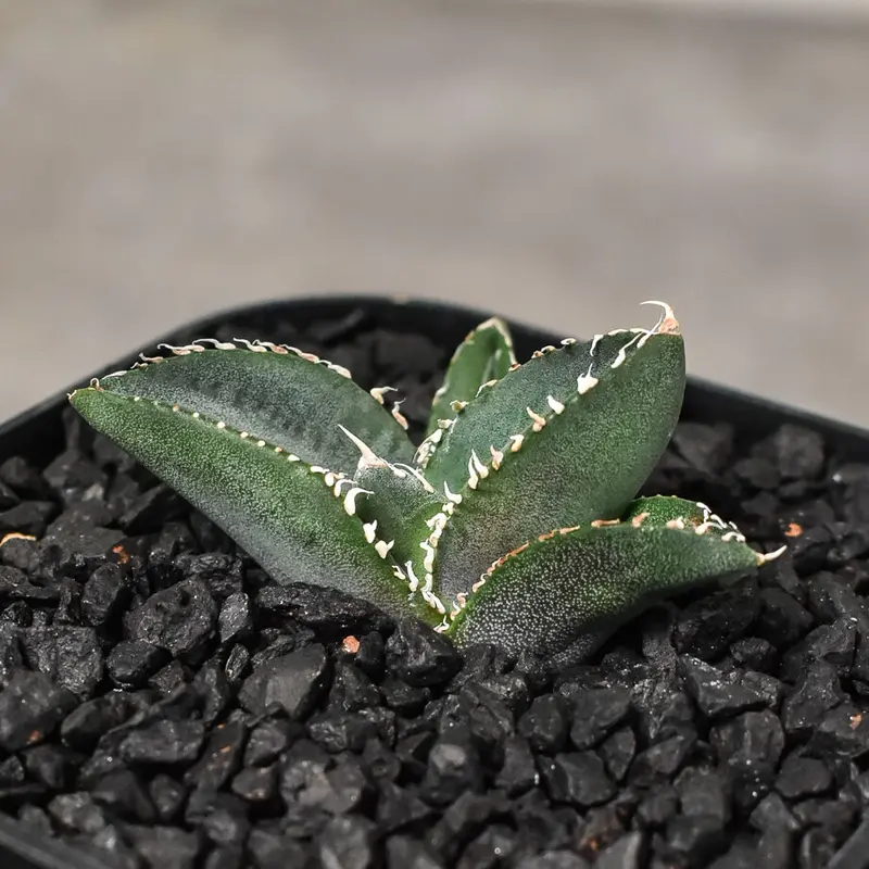 特選子株】アガベ チタノタ