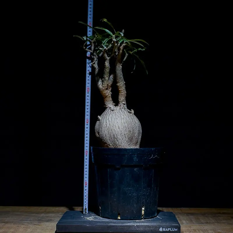 【現品】塊根植物 アデニウム ソマレンセ ８号鉢 現品】塊根植物 アデニウム ソマレンセ 8号鉢