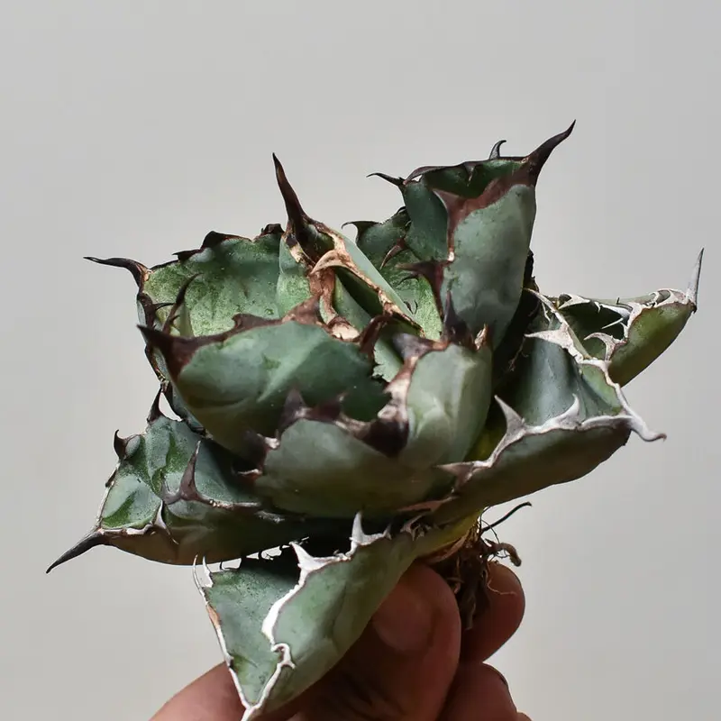 アガベ チタノタ ブラックアンドブルー 