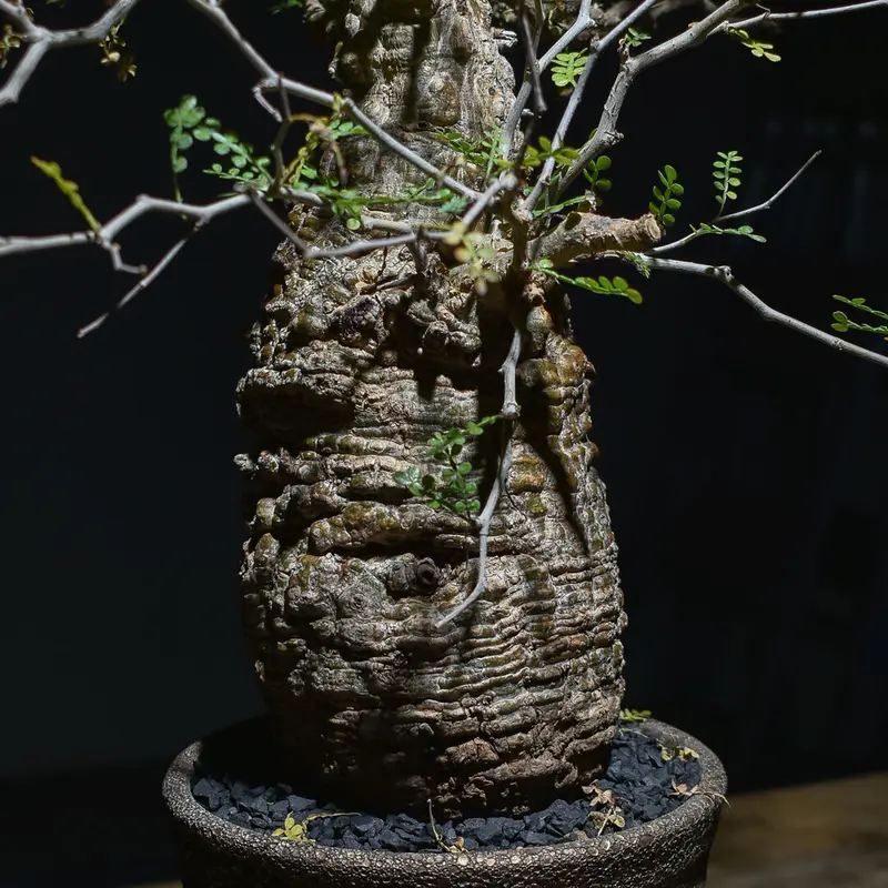 コレクション株】 白肌 サイクロプス オペルクリカリア パキプス 発根済