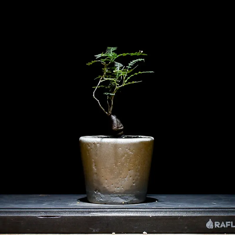 オペルクリカリア ヒファエノイデス （実生株）RF22998 | RAFLUM