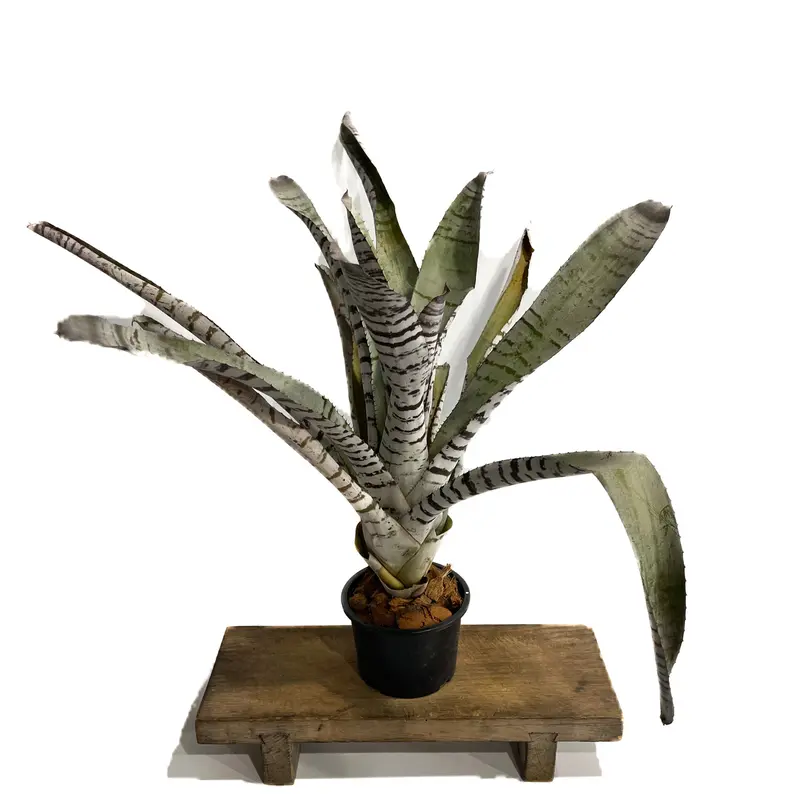 エクメア チャンティニー ブラック 実生「 Aechmea chantinii Black s...