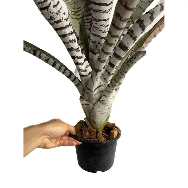 エクメア チャンティニー ブラック 実生「 Aechmea chantinii Black s...