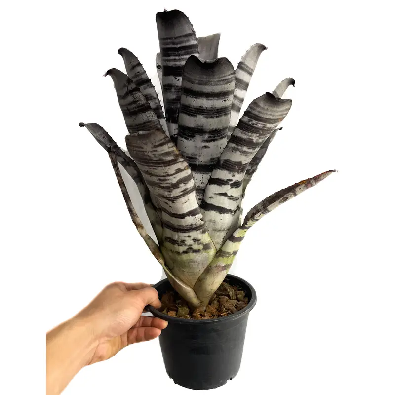 エクメア チャンティニー ブラックセレクト「Aechmea Chantinii Black S...