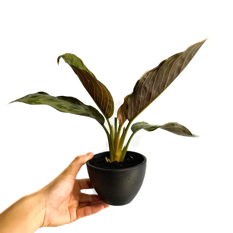 アグラオネマ レッドアーミー「Aglaonema Red Army」1/12 | SHOUCH...