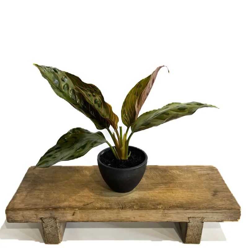 アグラオネマ レッドアーミー「Aglaonema Red Army」1/12 | SHOUCH...