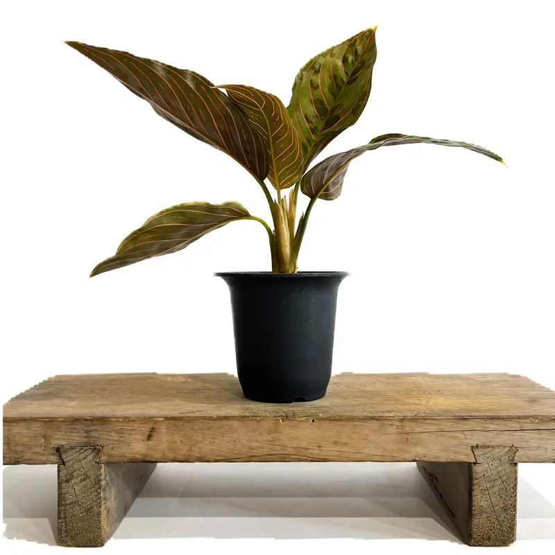 アグラオネマ レッドアーミー「Aglaonema Red Army」1/12 | SHOUCH...