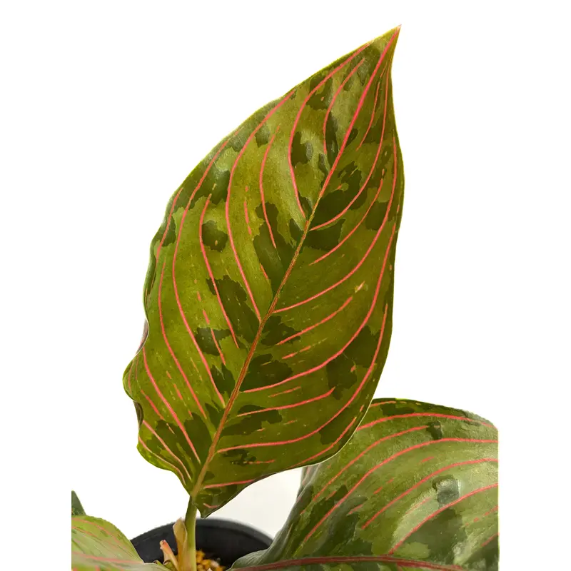 アグラオネマ レッドアーミー「Aglaonema Red Army」1/12 | SHOUCH...
