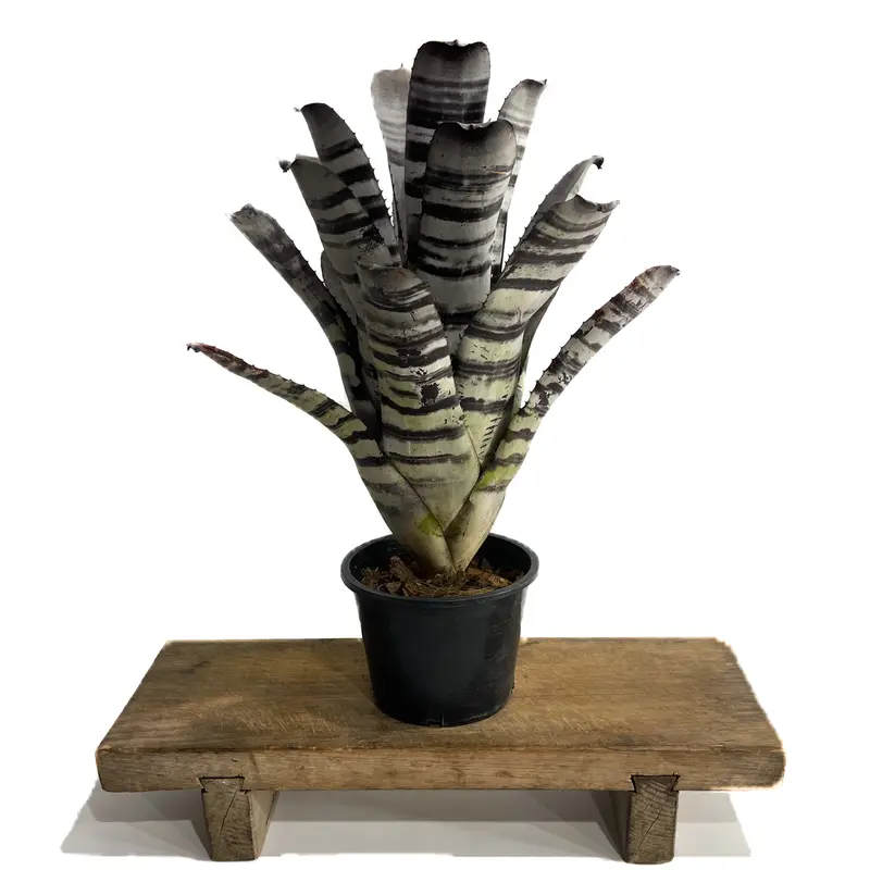 エクメア チャンティニー ブラックセレクト「Aechmea Chantinii Black S...